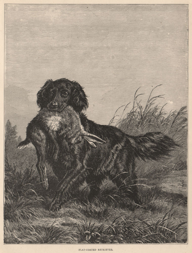 DOGS. Flat-coated Retriever 1881 old antique vintage print picture